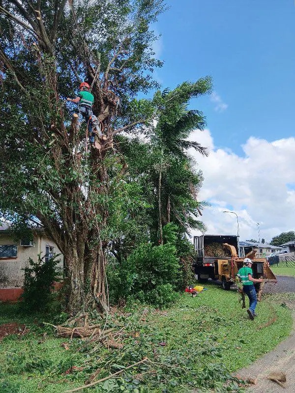Arborist performing tree lopping